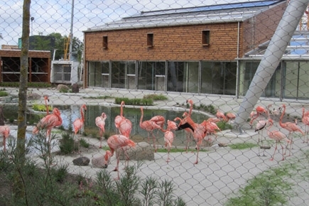 Flamingoer i zoo